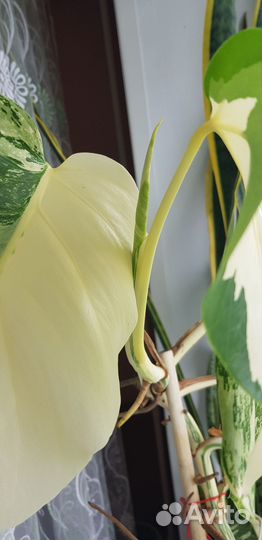 Монстера вариегатная