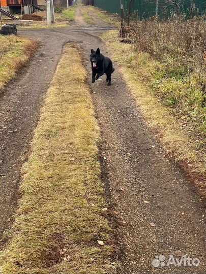 Немецкая овчарка