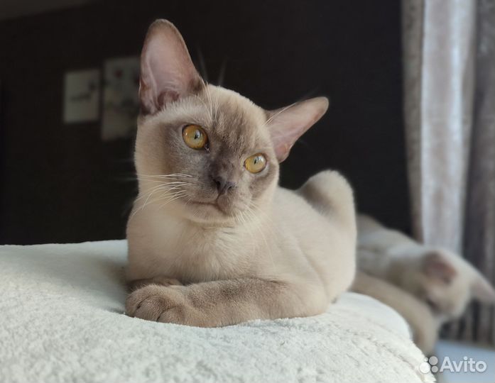 Бурманский котик с документами