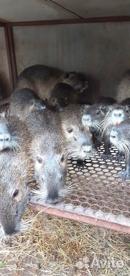 Продаются нутрии живые
