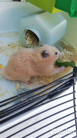 Клетка для хомяка большая вместе с хомяком