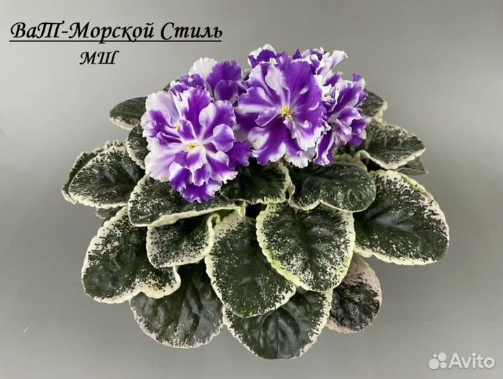 Фиалки сортовые