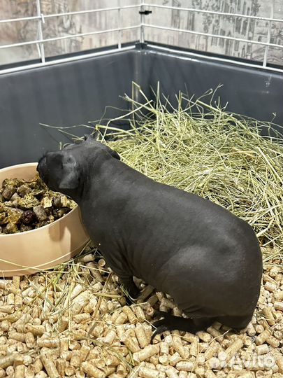 Морская свинка скинни