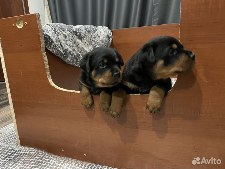 Щенки ротвейлера продажа