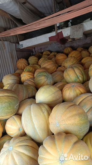 Арбуз оптом