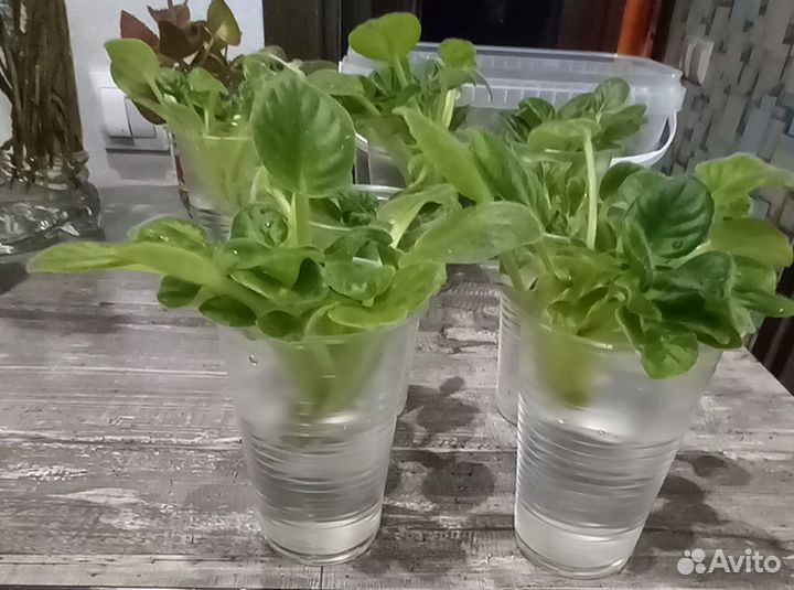 Радость простых мелодий. Детки сортовых фиалок