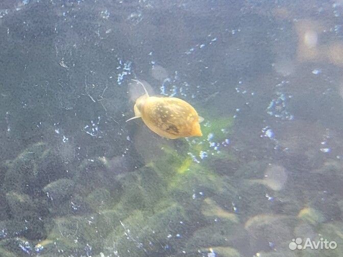 Улитки Мелании и Физа