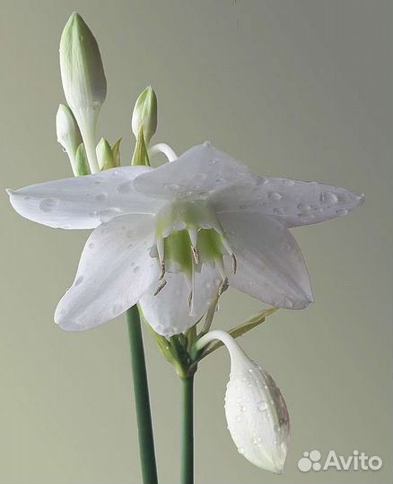 Эухарис амазонская лилия