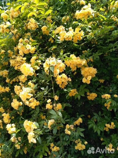 Саженцы Роз Бэнкса