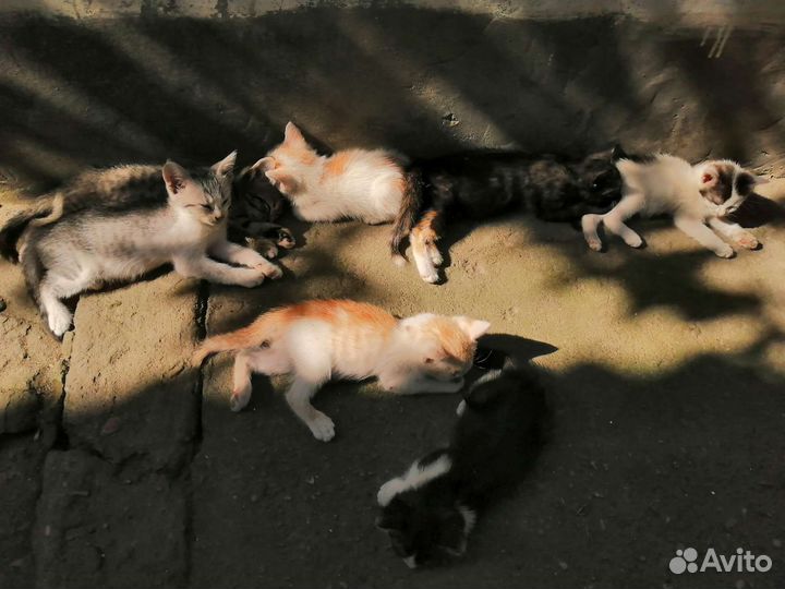 Котята в добрые руки бесплатно