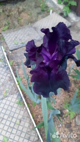 Ирисы бородатые