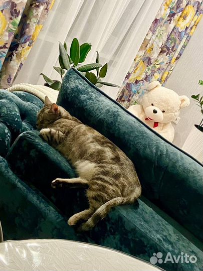 Кошка в беде