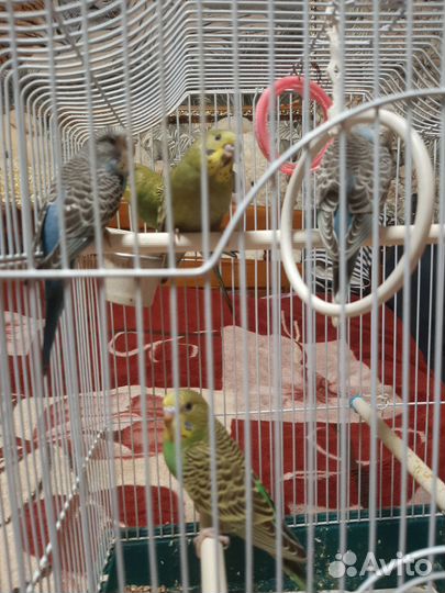 Птенцы волнистый попугай