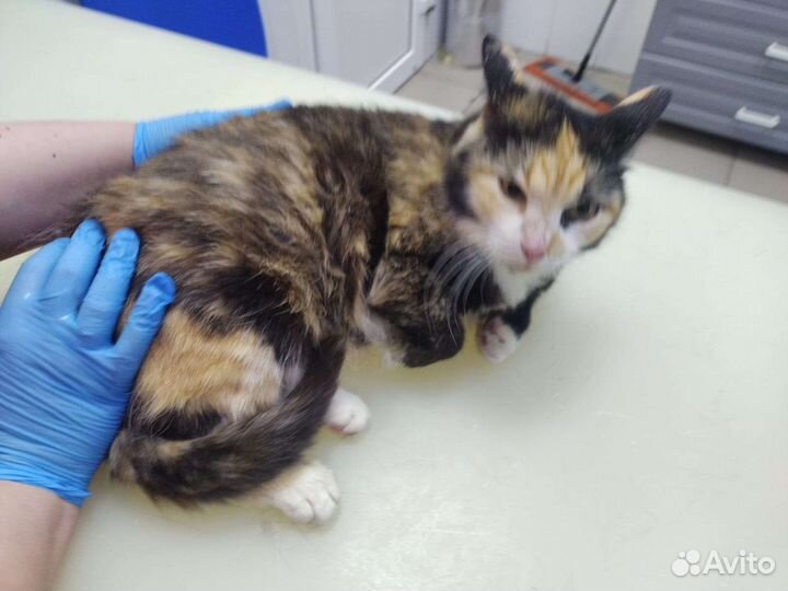 Кошка в дар