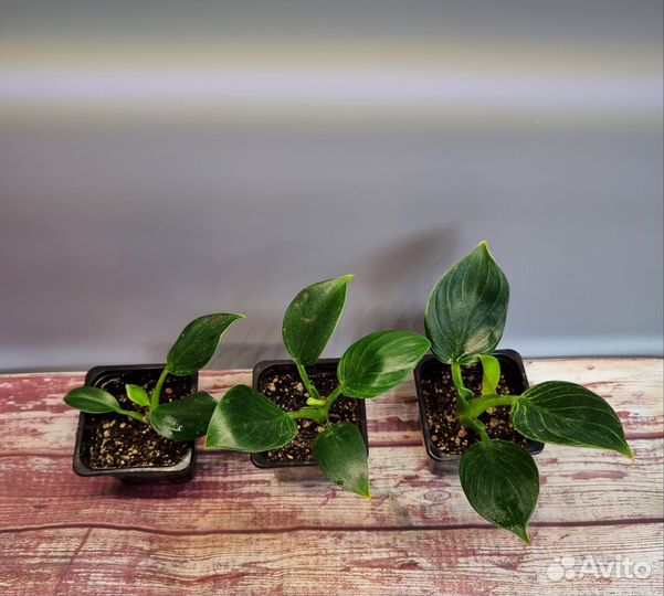 Филодендрон Биркин