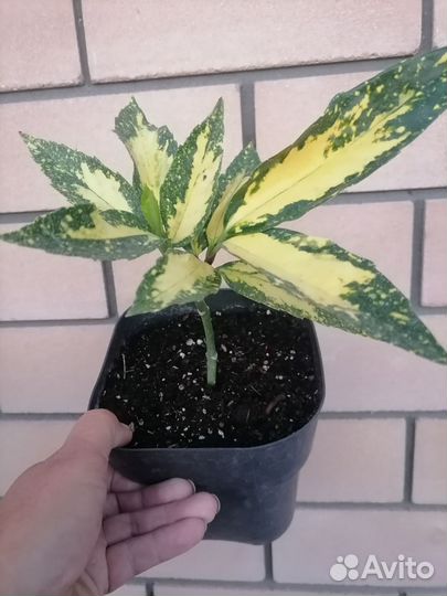 Аукуба вариегатная