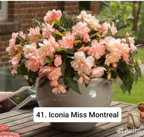 Бегония ампельная