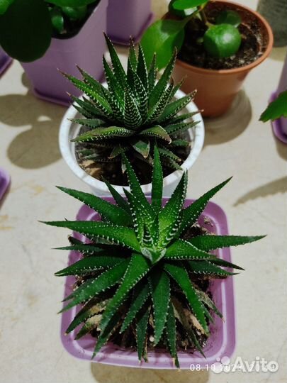 Хавортия суккулент