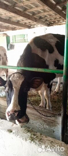 Корова дойная