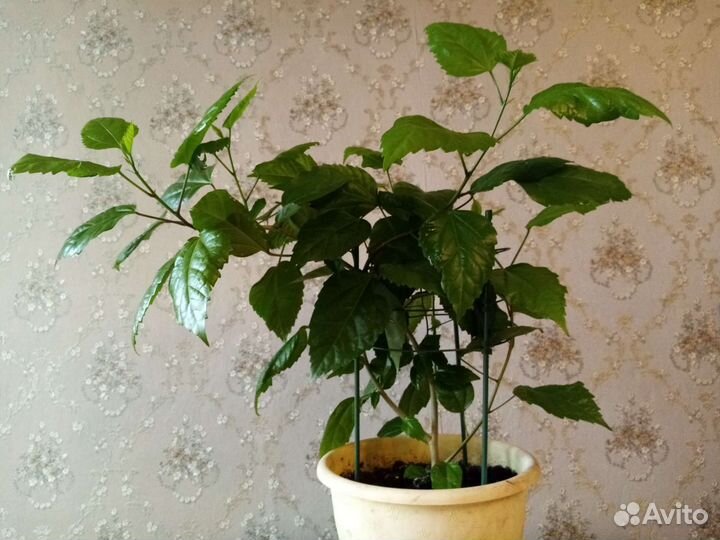 Гибискус - роза китайская