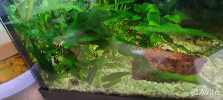 Улитка хелена