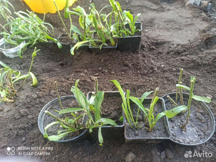 Нивянник двухлепестковый