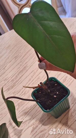 Филодендрон красноватый