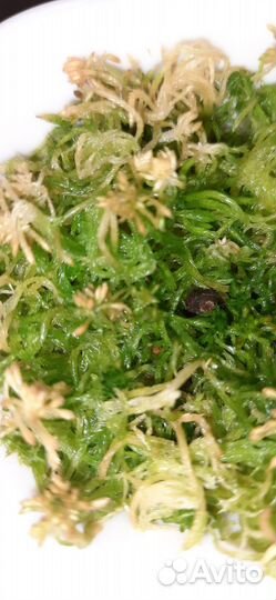 Алоказия жаклин. Клубень