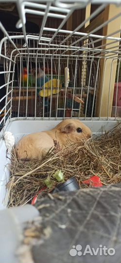 Морская свинка калифорния