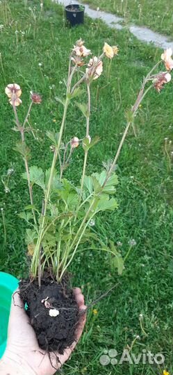 Гравилат май тай