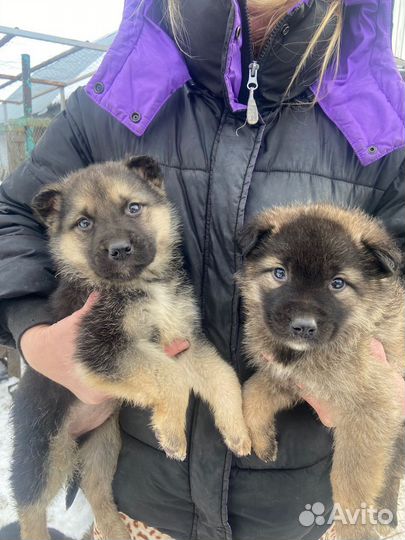 Собаки щенки немецкая овчарка