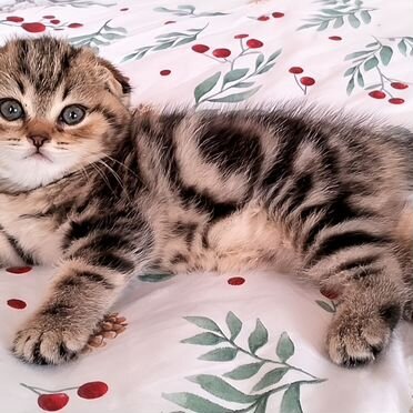 Шотландский вислоухий короткошёрстный котёнок