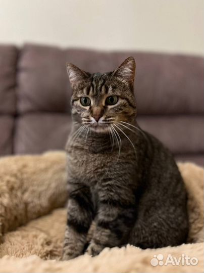 Кошка бесплатно