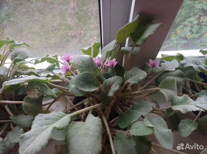 Фиалка в горшках