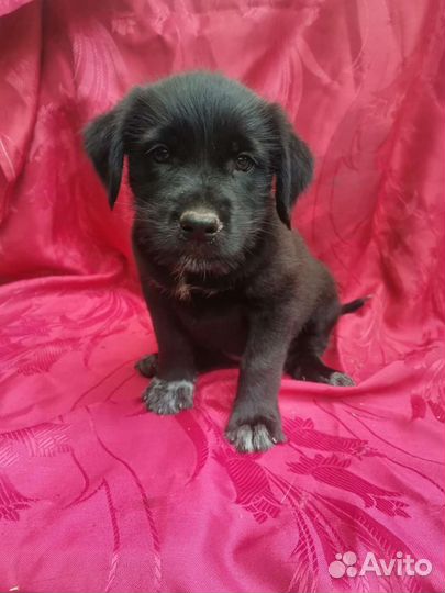 Бородач щенок Девочка в добрые руки