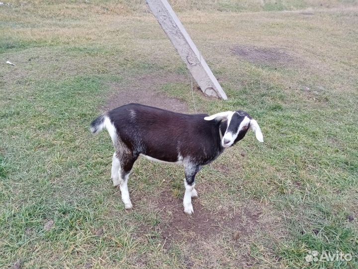 Англо нубийская козочка