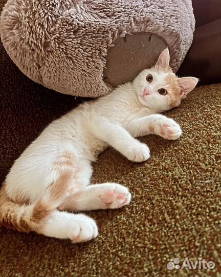 Кот молод и здоров