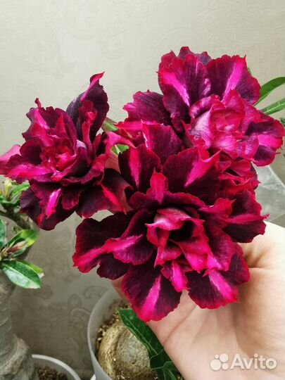 Адениум Ma Nee Nate