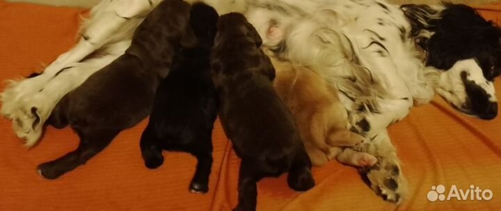Русский охотничий спаниель щенки