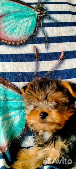 Йоркширский терьер щенки