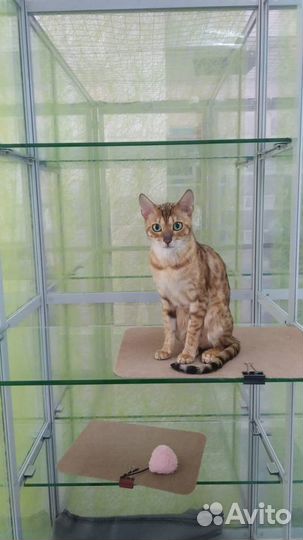 Передержка для кошек и грызунов