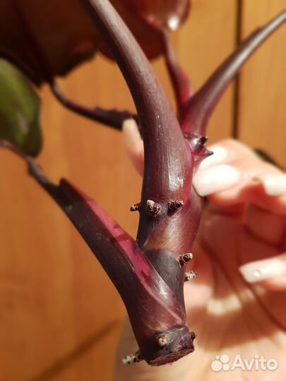 Филадендром Pink princess