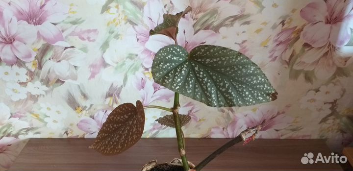 Кленодендрум Томсон и Бегония