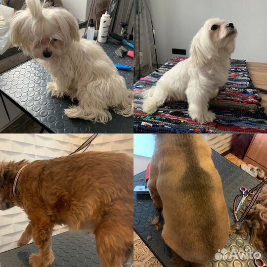 Груминг(Стрижка) собак