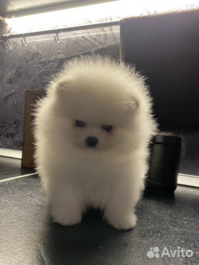 Померанский шпиц девочка