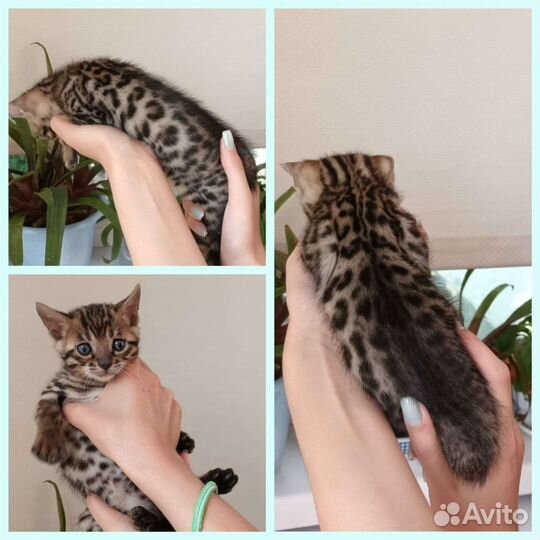 Бенгальские котята