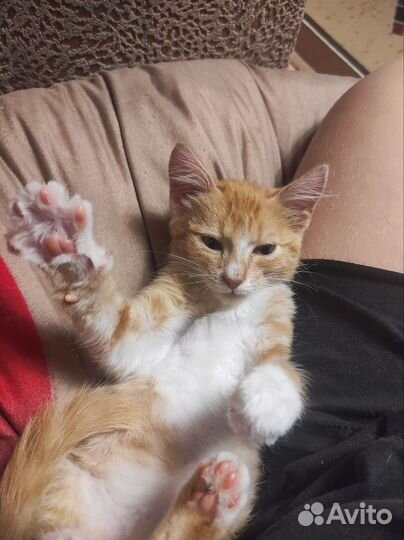Нашли котенка
