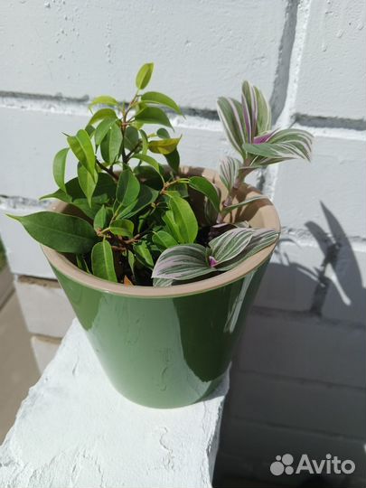Комнатные растения фикус традесканция хавортия