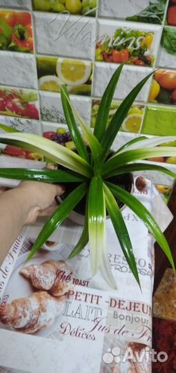 Панданус вариегатный