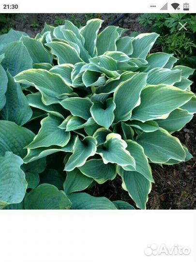 Юкка и хосты разные